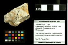 Foto (Objekt + Etiketten) von Cracensigillatus acutirostrus (Moericke, 1889) 